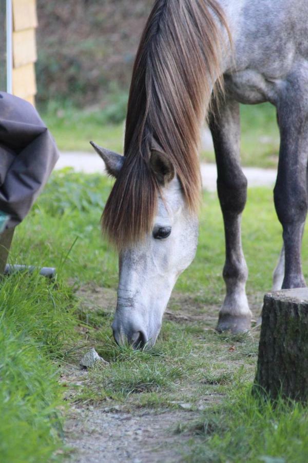 Une Roulotte Et Des Chevaux Treffléan Exterior photo