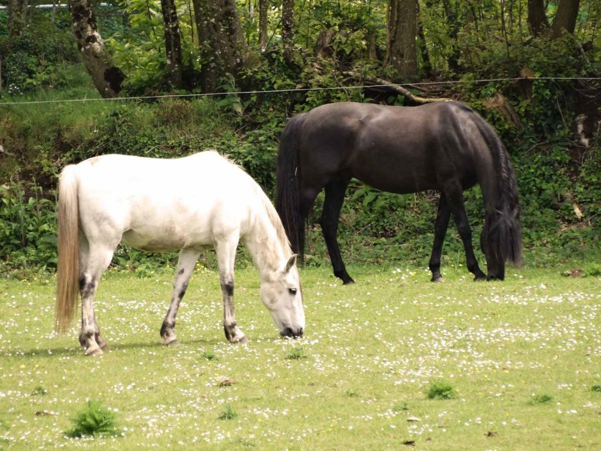 Une Roulotte Et Des Chevaux Treffléan Exterior photo
